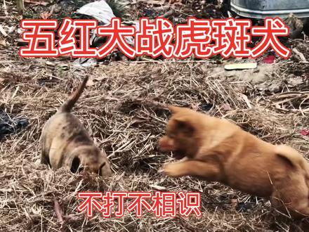 五红大战黄金虎犬,正所谓不打不相识,最后竟然成了好朋友 #狗狗 #虎斑 #猫狗大战
