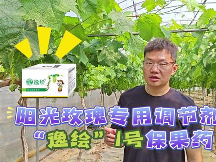 阳光玫瑰专用调节剂“逸绘”1号保果套餐使用方法 #逸绘 #葡萄健康栽培联盟 #阳光玫瑰葡萄