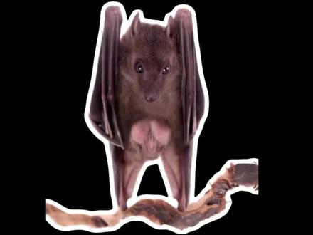 世界上最大蝙蝠 #蝙蝠 #果蝠 #萌宠 #动物科普 #蝙蝠侠