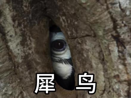 飞羽为床,2万颗浆果,200天囚禁:犀鸟的爱情史诗 #神奇动物在抖音 #动物世界 #犀鸟#动物科普 #感动瞬间