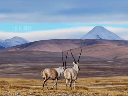 生命树丨他们的脸很脏,但他们的心却很干净 #生命树