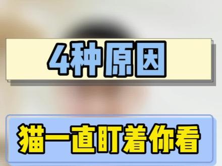 猫如果一直盯着你看,你猜它们是想表达什么意思?#猫咪的迷惑行为 #猫 #养猫进阶指南