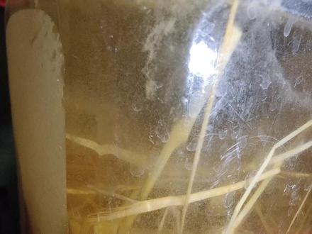 给小鱼开口的草履虫家庭养殖方法是如此简单,只需要路边的干草