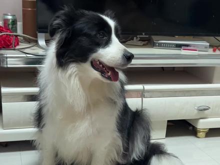 月月成精了,绝对成精了,有点恐怖#狗狗