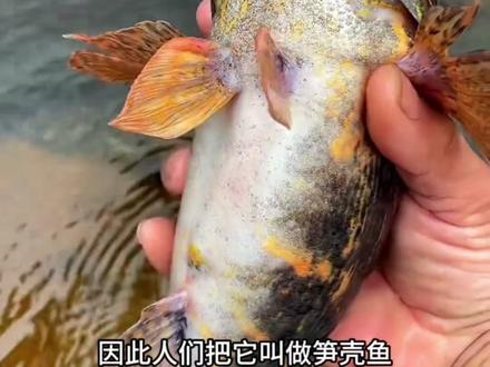 #笋壳鱼 野生笋壳鱼,你吃过吗