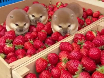 老板说送我了...这小东西真不能卖钱吗?
#我的刀盾 #歪比巴卜 #比比拉布 #meowl #农村萌宠