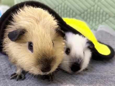 睡前洗香香,会变更漂酿~~~#豚鼠 #荷兰猪 #萌宠出道计划 #泡澡仪式感 #新手养宠