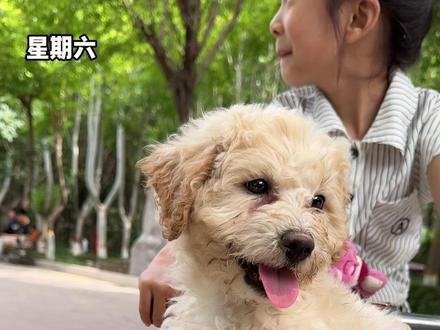 这是我一周的工作量 #世界不能没有小狗 #养狗的乐趣