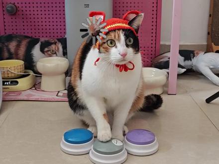 新文件下载中,卡顿是正常的 #我和我的猫 #ooc致歉