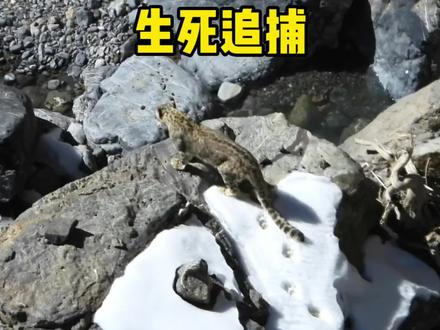 动物活着都不容易,岩羊和雪豹都是为了生存,最后岩羊跌进万丈深渊粉身碎骨#神奇动物在抖音 #动物世界 #野生动物零距离 #内容过于真实 #奇妙的动物