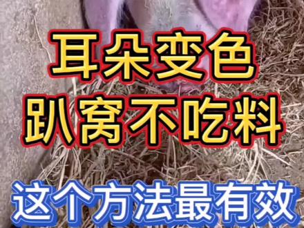 猪这种情况最近比较多,养猪人多注意!#所有养猪人 #猪高热病 #猪高热混感 #非瘟 #蓝耳圆环副猪