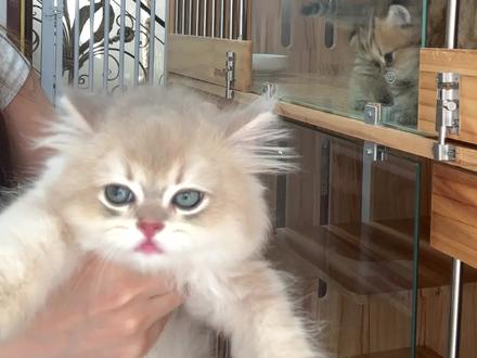 选猫攻略,教你4招挑出粘人性格好的天使猫#选猫攻略