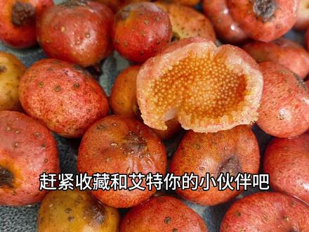 又发现重庆主城一处摘野地瓜的地方,渝北开车过去二十几分钟#野地瓜 #这个野果子有认识的吗 #家乡野果 #夏天的味道 #摘果子