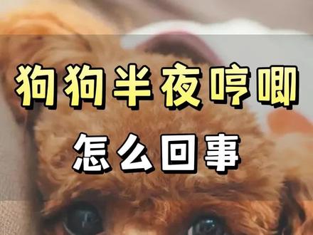 狗狗半夜一直哼哼唧唧的是怎么回事#狗狗的日常 #狗狗故事