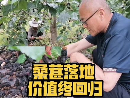 桑葚落地无人问,了解功效后价值终于回归 三舅不知桑葚的价值,所以落地一层并不在意,知到桑葚的价值后,我们一起清理地面,收果实,让桑葚价值终于回归#桑葚 #生活智慧 #人生感悟 #正能量