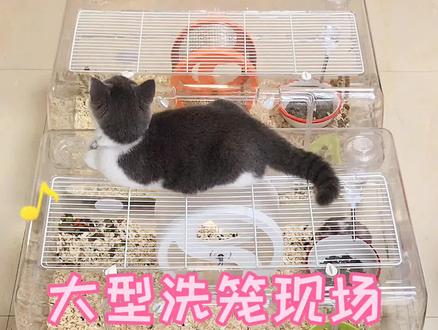 #仓鼠 #金丝熊 今天洗三个笼子,气势在不在!!搞了两小时,视频两分钟~