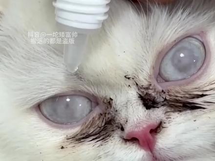猫咪平时泪痕重眼屎多,千万别用手抠,给它用这种带溶菌酶的滴眼液#猫咪泪痕 #猫咪滴眼液#猫咪眼屎多 #猫咪泪痕湿巾