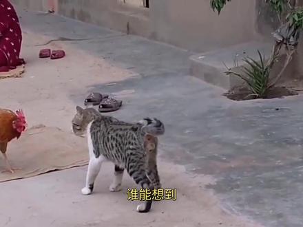 北京房价“鸡”动下跌?