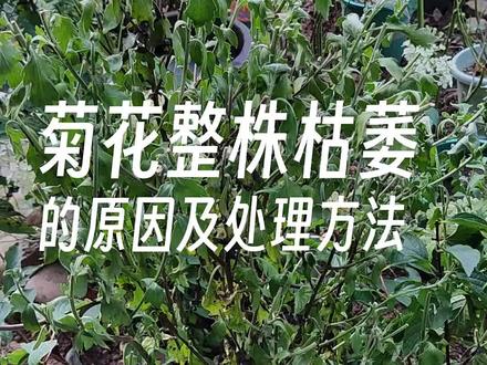 养菊花一定要避免盆土积水,高氮肥也不能直接往根部怼,会造成烂根整株枯萎#种花 #养花儿技巧 #盆栽 #菊花 #花卉
