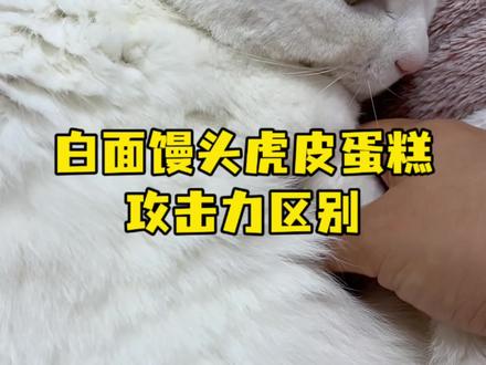 白面馒头虎皮蛋糕攻击力区别 猫猫养久了 就会对它们的攻击力有一个大体的判断 #白猫 #我的猫咪 #我和我的猫