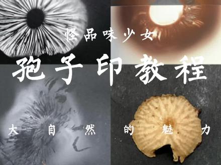 蘑菇孢子印教程
#蘑菇 #孢子 #观察生活