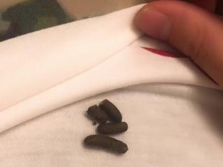 简单科普健康的龙猫便便~#龙猫 #萌