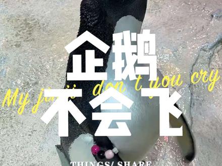 #企鹅 :翅膀扇的快,不代表我会飞哦
