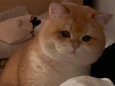 你好我是坡坡大帅哥 ins一下#萌宠出道计划 #谁能拒绝傻憨憨的小猫咪 #这是我的小猪猫