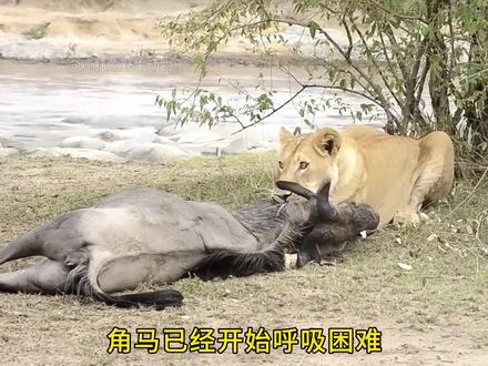 角马装死,然后成功逃脱#自然界动物