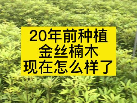金丝楠木 种植20 年不到,就长这么大了 !、#金丝楠#金丝楠木树苗#三农#农村