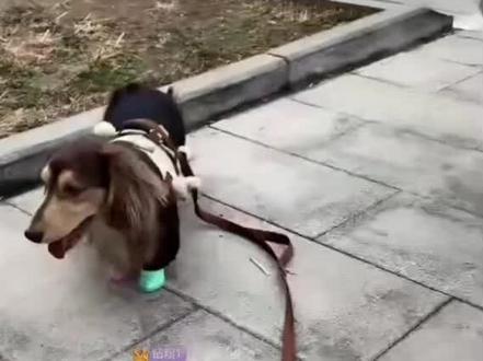 -田嘉瑞直播遛狗实录:不是人遛狗,是狗遛人😂#田嘉瑞 #乳酪 #夏天 #直播录屏分享