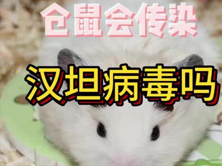 仓鼠会传染汉坦病毒吗 #仓鼠 #汉坦病毒