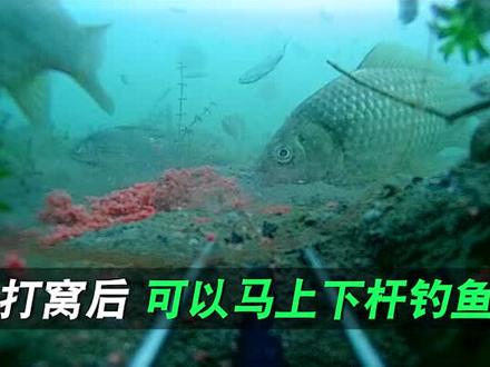 打窝后多久可以下杆 #钓鱼 户外 #野钓鲤鱼 新手 #野钓鲫鱼 #野钓大板鲫 #钓鱼技巧 分享 #钓鱼人