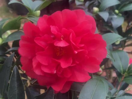 夏梦文清夏日系列四季茶花品种#抗性强易栽培#花期长#反季节# #四季茶花 #茶花基地