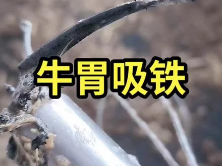 牛网胃炎,吸铁成功!#一线兽医工作者 #最美兽医 #原创视频