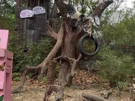 妹猪受伤把香香姐整焦虑得睡不着 #大熊猫妹猪 #大熊猫萌萌 #大熊猫 #熊猫 #动物 cr广州长隆熊猫村