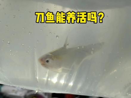 难得一见的活刀鱼 #抖音自然 #刀鱼#刀鲚 #frank的私人水族馆