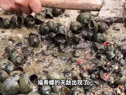 福寿螺的天敌出现了,嗦螺如同吃辣条,成吨福寿螺被消灭 #福寿螺 #天敌 #科普