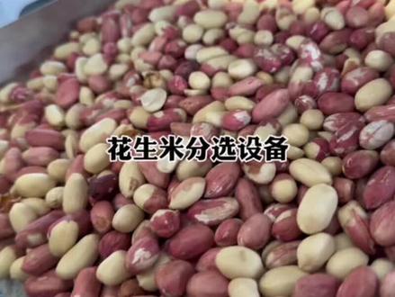 #花生筛选机 #花生米分选机 #花生米去霉变
#花生色选机 大小重量一样的花生先把霉变选出来,在把红皮花生和去皮花生分选开,这是一门手艺,能替代多少人工