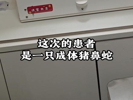修一条很乖很臭的猪鼻蛇 #杭州 #猪鼻蛇 #鸭脖子 #异宠