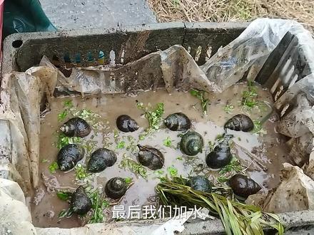农村牛人教你一招,用水果塑料筐养殖田螺,一年可收获两次 #田螺养殖