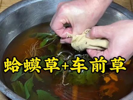 蛤蟆草土大黄车前草#植物科普#涨知识