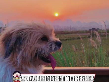原来挑选狗狗还有秘诀#狗狗 #宠物 #冷知识 @DOU+小助手