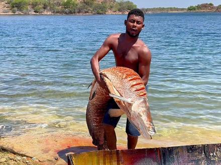 户外捕鱼:渔民将捕获到的巨骨舌鱼放入油锅之中烹饪 #户外 #捕鱼 #巨骨舌鱼