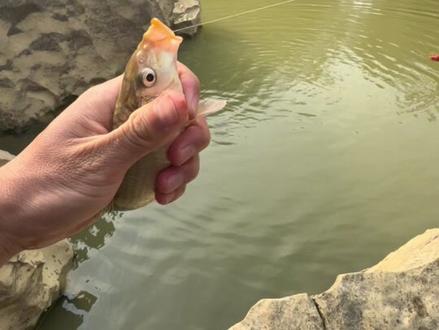 吞水洞口,直通深山里的地下暗河,没想到也有这些鱼#户外钓鱼 #地下暗河 #创威凌天三代@创威官方旗舰直播间 #悠漾青春#中逵国货渔具之光@中逵官方旗舰店