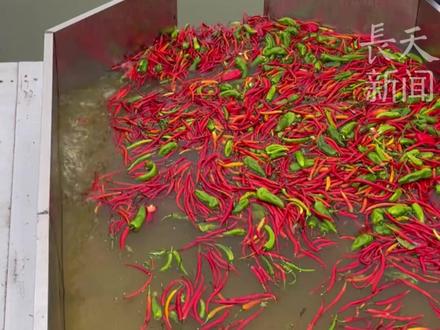 吃辣椒长大的鱼你见过吗?湖南多个渔场用辣椒喂鱼#湖南dou知道 #辣椒 #养鱼