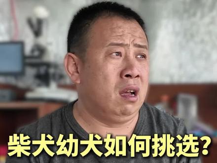 小黑脸的柴犬反而是精品? #柴犬#犬舍#繁育人#养狗#繁育