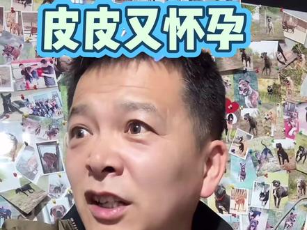 心爱的大闺女又怀孕了,老头在线找渣狗#西北刀客公益护农#西北刀客直播录屏#西北刀客皮皮怀孕 #狗🐶