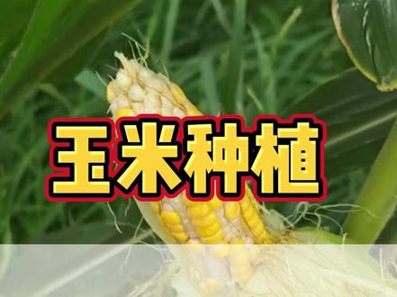 玉米施肥管理 #玉米种植 #玉米施肥 #玉米增收 #玉米高产 #玉米丰收