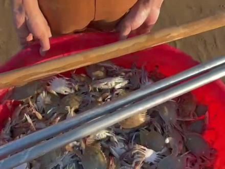 这周末你准备好去捉螃蟹了吗?详细攻略在这里,祝你们都满载而归!#螃蟹🦀 #赶海赶海赶海啦 #抓螃蟹